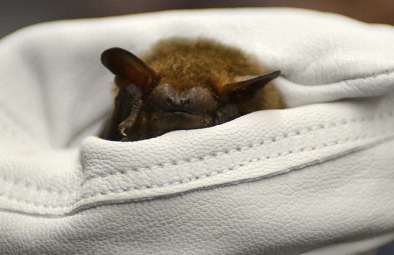 Bats get chance to sound off at festival